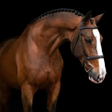 资深彩民 王先生